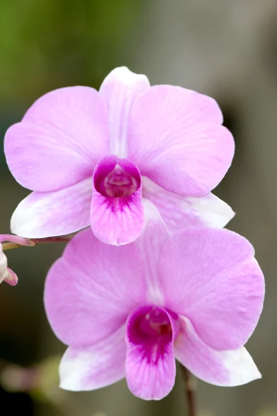 Pink orchids on trees. — Stock Photo, Image