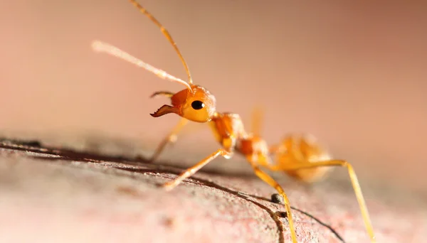 Красный муравей в макро . — стоковое фото