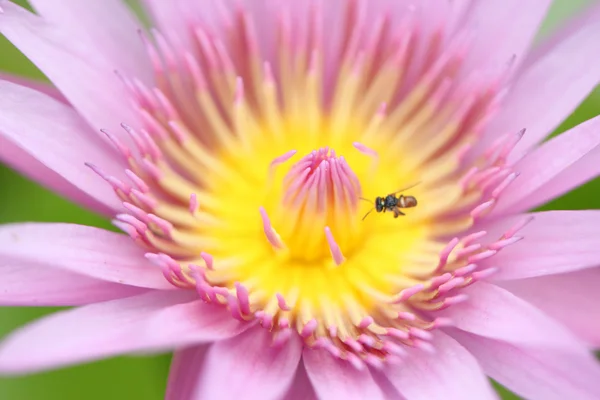 ピンク ロータス マクロ スタイルでの花粉. — Stock fotografie