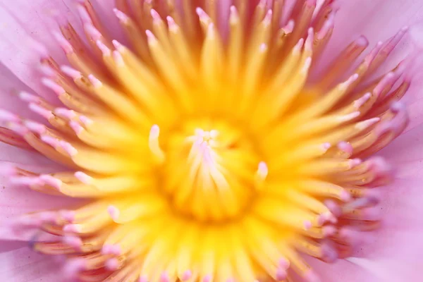 Pollen of pink lotus in a macro style. — Stock Photo, Image