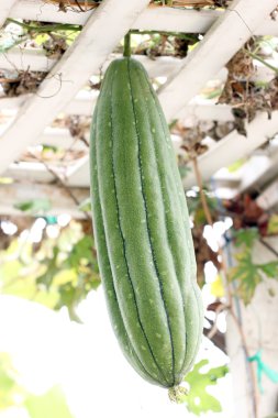 yeşil kabak asmak.
