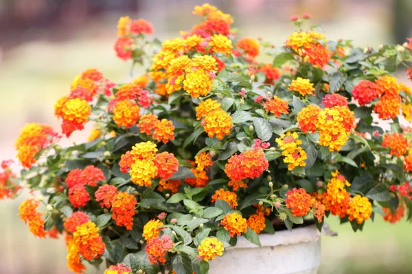 Kolorowe kwiaty lantana. — Zdjęcie stockowe