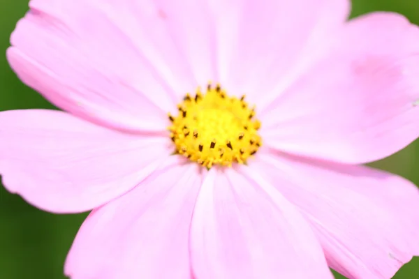 Pink flowers in garden. — Stock Photo, Image