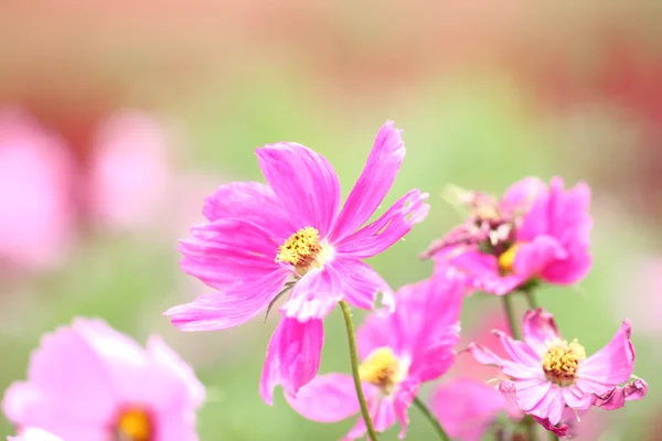 Красочные розовые цветы . — стоковое фото