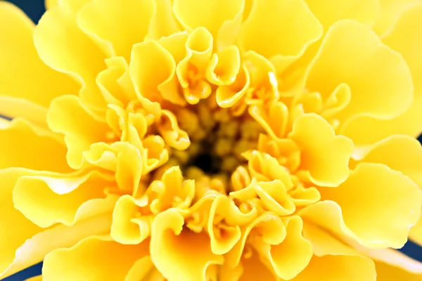 Yellow flowers in a macro. — Stock Photo, Image