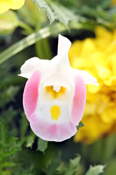 Rosa Papageienblüte. — Stockfoto