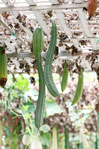 Grüne Zucchini hängen im Gemüsegarten. — Stockfoto