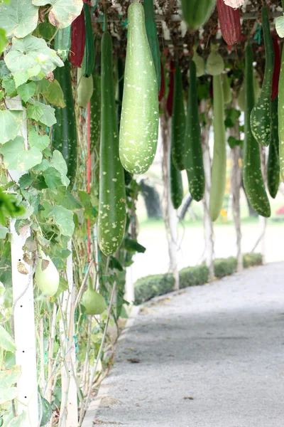 Melón de invierno chino verde . —  Fotos de Stock