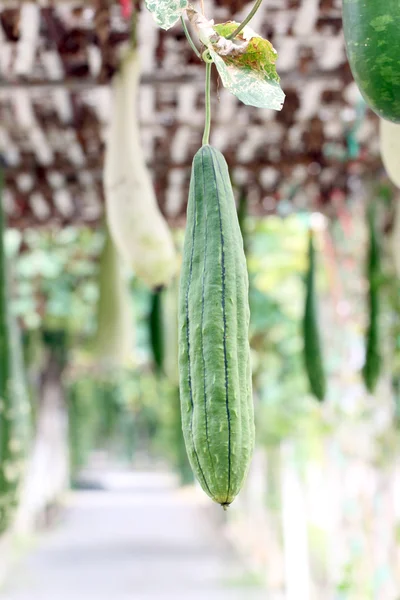 Grön zucchini hänga. — Stockfoto