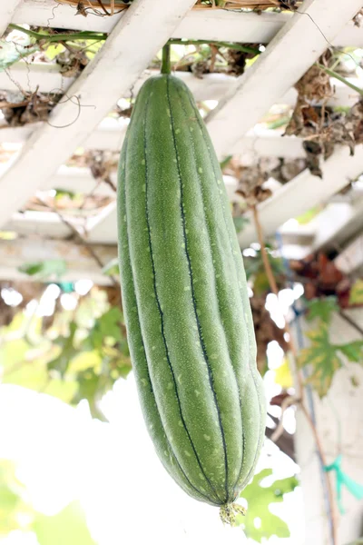 Grüne Zucchini hängen. — Stockfoto