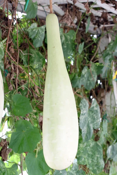 Gröna kinesiska vinter melon. — Stockfoto