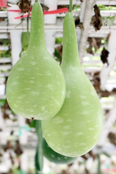 Melón de invierno chino verde . —  Fotos de Stock