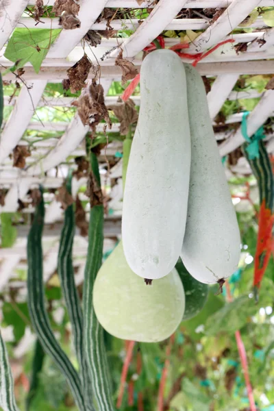 Gröna kinesiska vinter melon. — Stockfoto