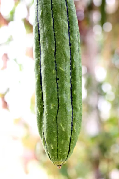 Grüne Zucchini hängen. — Stockfoto