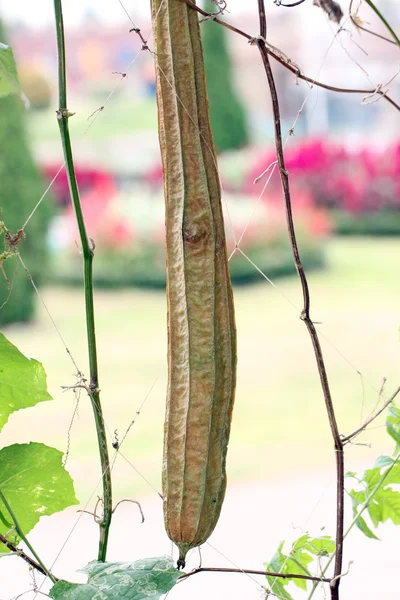 Withered of zucchini hang. — Stock Photo, Image