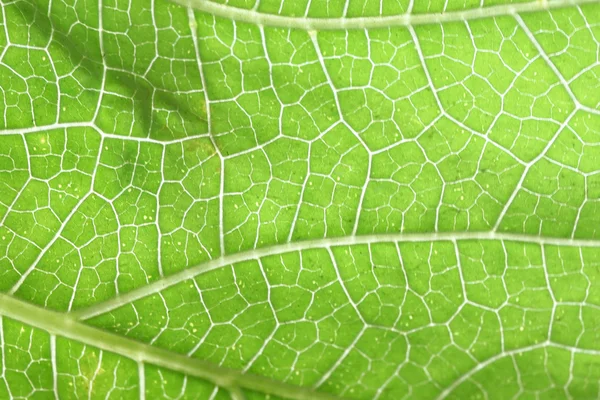 Struktur av gröna blad. — Stockfoto