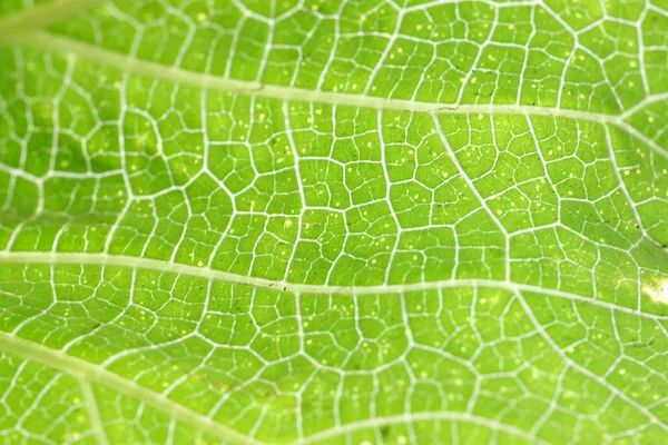 Textuur van groen blad. — Stockfoto