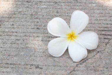 Beyaz plumeria yolda düşer.
