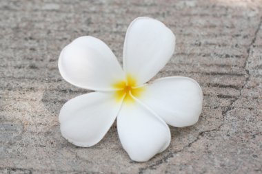 Beyaz plumeria yolda düşer.