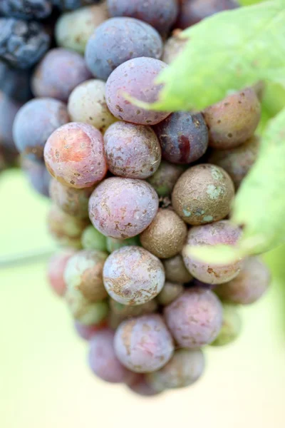 A termelékenység, a bor szőlő. — Stock Fotó