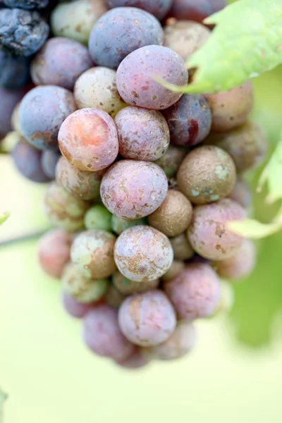 Druiven voor de productiviteit van wijn. — Stockfoto