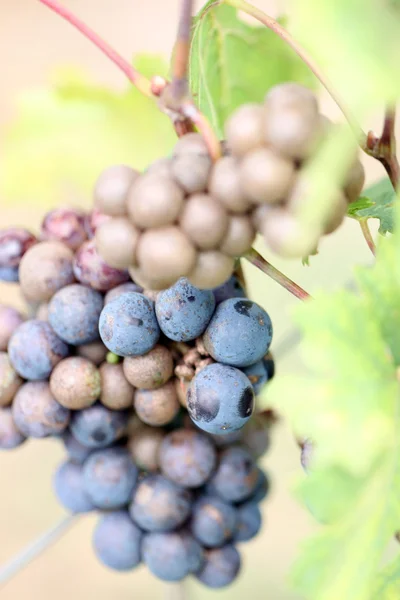 Uvas para la productividad del vino . — Foto de Stock