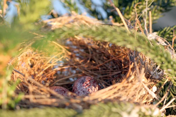 Ninho de pássaros com ovos dentro . — Fotografia de Stock