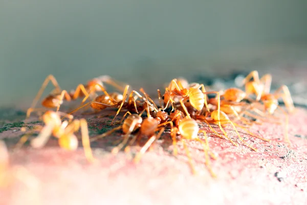 Viele Ameisen laufen auf Holz. — Stockfoto