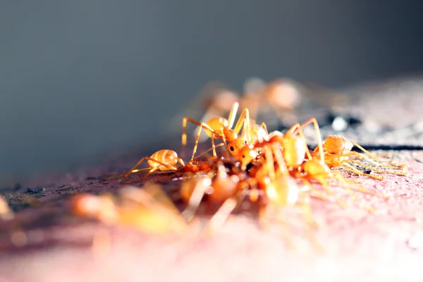 Beaucoup de fourmis marchent sur du bois . — Photo