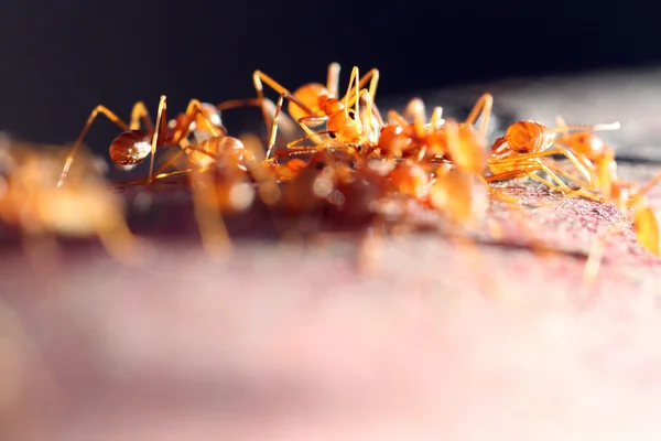 Wiele mrówki idą na drewno. — Zdjęcie stockowe