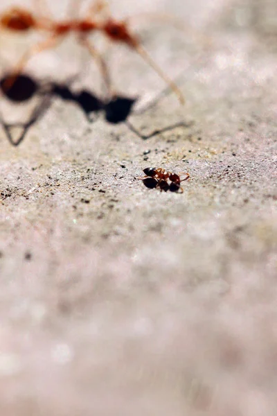 Two ants have different sizes. — Stock Photo, Image