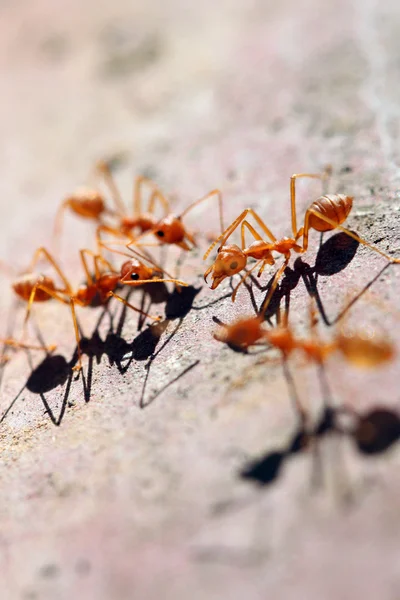 Many ants are walking on timber. — Stock Photo, Image