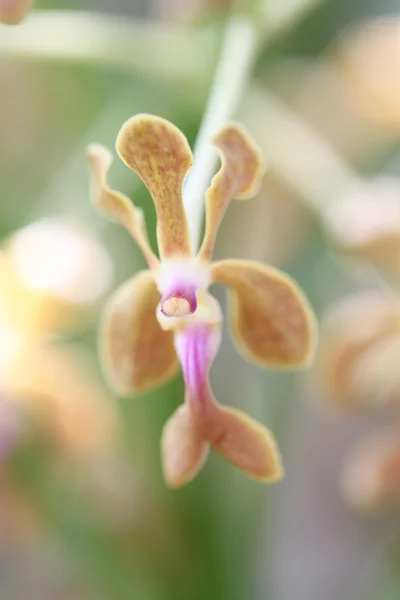 Barna fa kerti vad orchidea. — Stock Fotó
