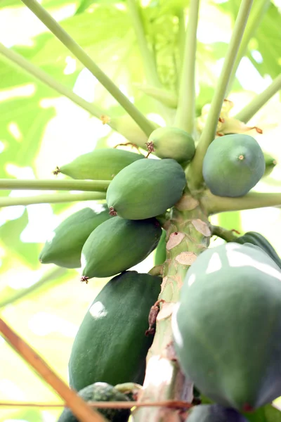 Noch nicht reif von Papaya am Baum. — Stockfoto