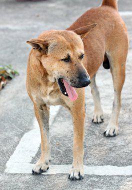 sokaklarda başıboş köpek.