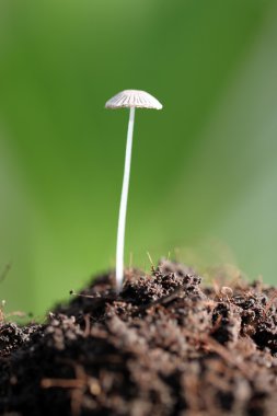 yerde büyüyen küçük mantar.
