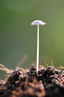 yerde büyüyen küçük mantar.