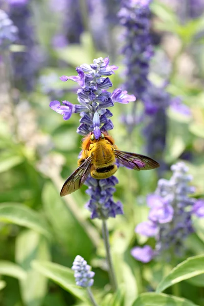 Lavendel bloemen bloeien in de tuin en de wasp verzamelen nectar. — Stockfoto