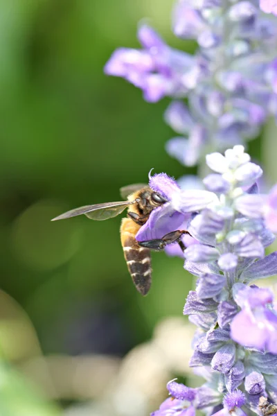 Lawenda kwiaty kwitnące w ogrodzie i pszczoły zebrać nec — Zdjęcie stockowe