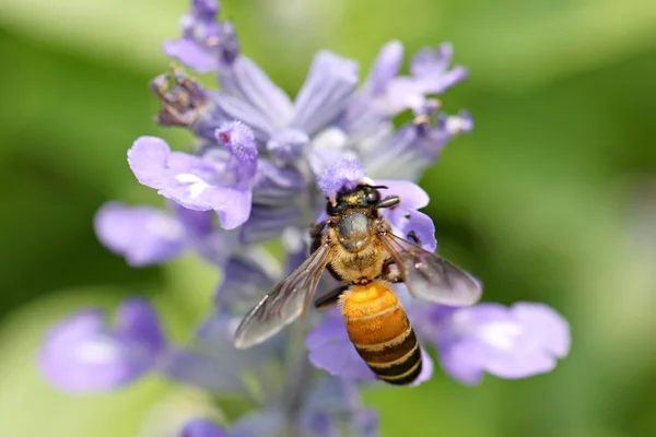 Levendula virágok virágzó a kertben és a méhek gyűjtenek nec — Stock Fotó