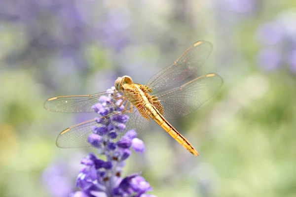 Yellow dragonfly on lavender flower. — Stock Photo, Image