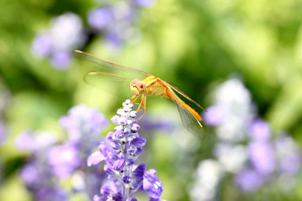 Gelbe Libelle auf Lavendelblüte. — Stockfoto