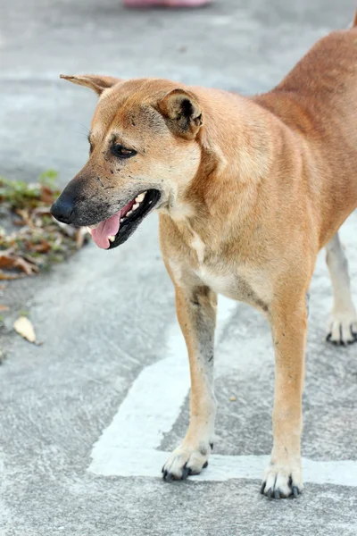 Herrelös hund på gatorna. — Stockfoto