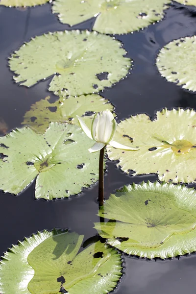 White lotus and green leaf. — Stock Photo, Image