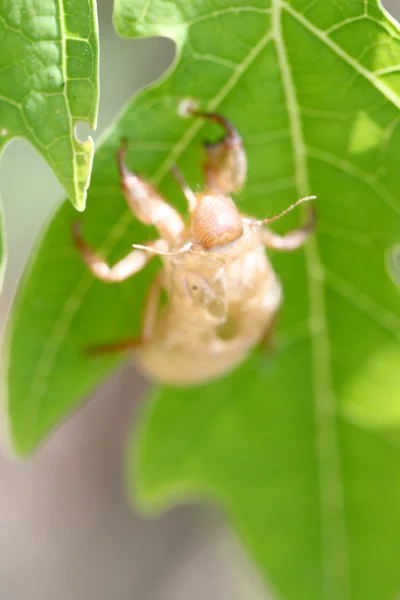 Комаха цикада в листі . — стокове фото
