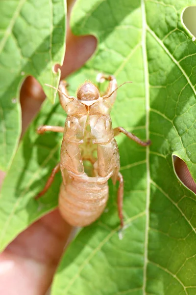 Cigarra de insectos en la muda . — Foto de Stock