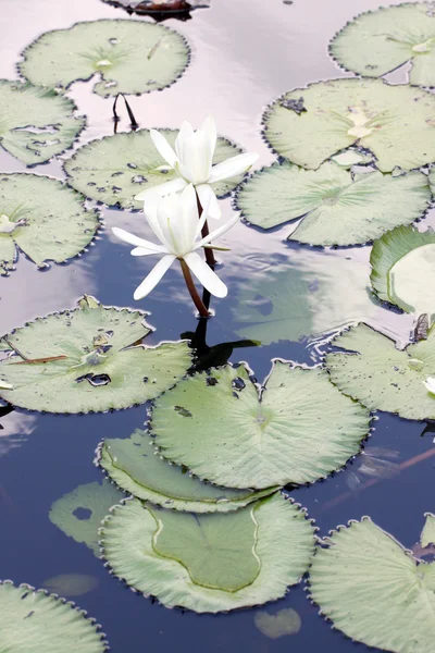 White lotus and green leaf. — Stock Photo, Image