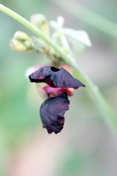 Die violette Blume des Grases. — Stockfoto