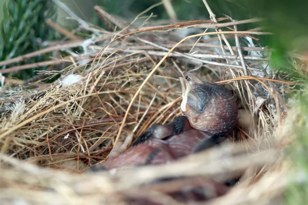 Flapper enkel uit een ei in een nest. — Stockfoto