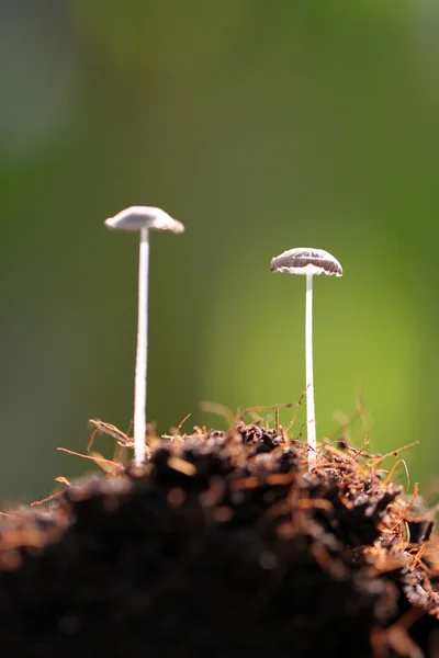 Pequeños hongos que crecen en el suelo . — Foto de Stock